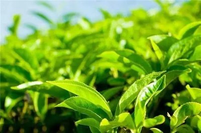茶友团源头百茶供应链店：精品好茶外链策略与品牌权威建设